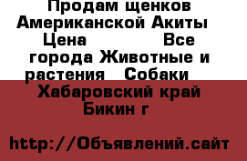 Продам щенков Американской Акиты › Цена ­ 25 000 - Все города Животные и растения » Собаки   . Хабаровский край,Бикин г.